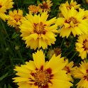 Coreopsis grandiflora 'Rising Sun' fleur
